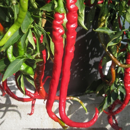 Picture of Capsicum Peppers Fiery Tongues F1